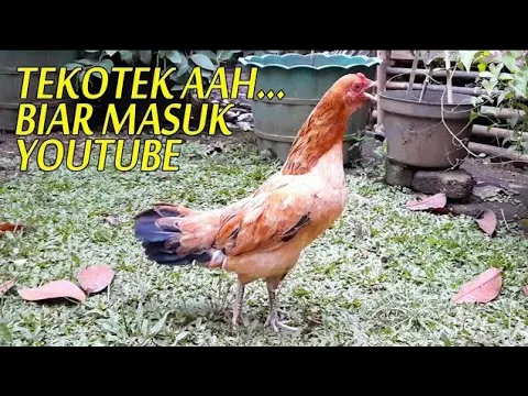 Download MP3 Sound Effect Suara Ayam Kampung Betina Tekotek \