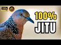 Download Lagu SUARA TEKUKUR GACOR PALING AMPUH UNTUK PIKAT BURUNG TEKUKUR LIAR