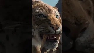 النمر أول ما بيظهر يخض 