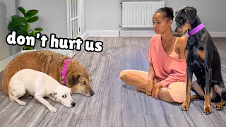 These Terrified Rescues Needed Help.. My Wife & Doberman Stepped Up