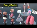 Human Body Organs Size Comparison Human anatomy