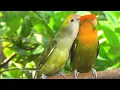 Download Lagu Peach-Faced Lovebirds Chirping and Call Sounds - Orange-Head Green Opaline \u0026 Orange-Faced Dark Green