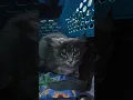 Download Lagu Kitty heeft een naam nodig.