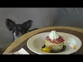 Dog-friendly cafe building community in Astoria Queens