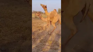 سيدي دعنا نرى مدى سعادة الجملين مع ا 