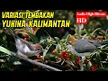 Download Lagu BURUNG YUHINA GACOR UNTUK MASTERAN COCOK UNTUK PENAMBAH VARIASI TEMBAKAN