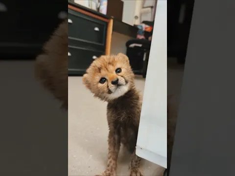 Majestic Growth of Wild Animals! #funny #cute #animals