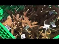 University of Miami researchers work to save South Florida s coral reefs as ocean temperatures rise