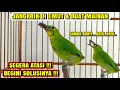 Download Lagu MENGATASI CUCAK IJO MAKAN JANGKRIK HANYA DI EMUT SAMBIL LONCAT \u0026 BUNYI❗