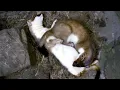 Stoat Still Nursing Kit Of 12 Weeks Secret Life of Stoats Robert E Fuller