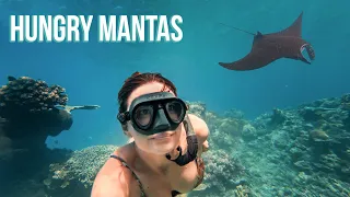 WILD ENCOUNTERS (Growing Coral & Manta Rays In Fiji)