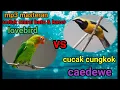 Download Lagu Mp3 masteran berjeda Lovebird VS cucak cungkok sangat cocok untuk masterin murai batu \u0026 kacer