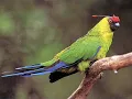ZOUSKAY (paré pou lové)