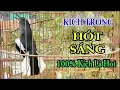 Download Lagu Choè than mái kích là trống hót | Kích choè than hót 1 tiếng mỗi sáng