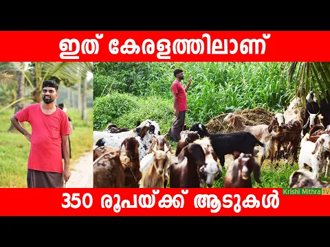 Download MP3 ആയിരക്കണക്കിന് ആടുകള്‍ ഉള്ള ഫാം | Keralas Biggest Goat Farm |വമ്പിച്ച വിലക്കുറവില്‍ വെറൈറ്റി ആടുകള്‍