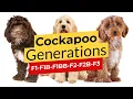 Cockapoo Generations F1 F1B F1BB F2 F2B F2BB F3 2023