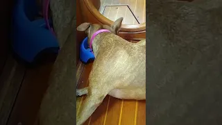 Dog life on a boat – Part 5 #dog #sailing #doglife