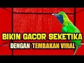Lagu Pancingan Cucak Ijo Gacor Bikin Cucak Hijau Lain Emosi Auto Jamtrok‼️ Seketika Bongkar Full Isian