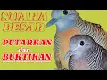 Download Lagu PERKUTUT BANGKOK GACOR DAN SUARA PERKUTUT LOKAL GACOR DOR 