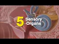 Visible Body The 5 Senses - Sight Sound Smell Touch and Taste