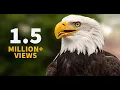 Inspiring Eagle story