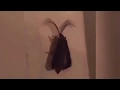 it s a eyelash bug