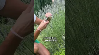 Meddig kell visszavágni a levendula szárait?