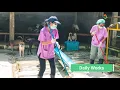 How to Start Your Career as a Kennel Assistant