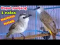 Download Lagu MASTERAN burung trucukan terbaik biar ikutan ropel panjang 1 nafas