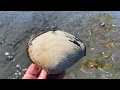More Low Tide Creatures Seagulls Eating Clams Squirting
