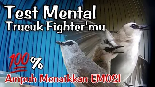 Download TEST MENTAL TRUCUKmu dengan SUARA TRUCUKAN GACOR RIBUT ini MP3