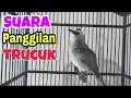 Download Lagu SUARA PANGGILAN BURUNG TRUCUKAN untuk memancing trucuk bakalan/malas bunyi