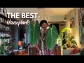 Download Lagu Top 10 current favourite houseplants