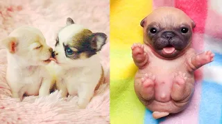 Baby Dogs - Cute and Funny Dog Videos Compilation #65  Aww Animals