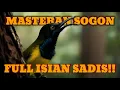 Download Lagu Masteran Sogon (Sogok Ontong) Full Isian Sadis,Suara Brutal Bikin Tempur \u0026 Gacor #sogokontong #sogon