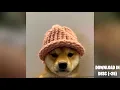 How to get a dog with a hat pfp on Discord Twitter Skype V2