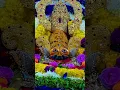 Download Lagu kaali kamli vala ✨🙏jai shree shyam baba 🙏✨✨✨✨✨✨