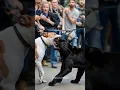 Download Lagu Black Panther 🐈‍⬛ vs Dog Fight Aggressively 🔥😱 #animals #nature #wildanimals #dog #panther #shorts