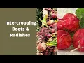 Intercropping Spring Beets and Radishes