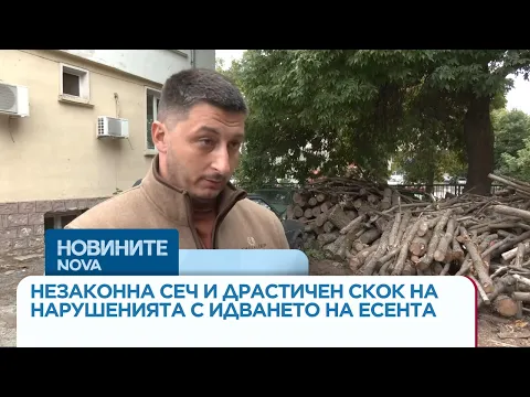 Ръст на незаконната сеч в Монтанско: Горските служители влизат в битка с нарушителите