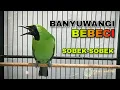 Download Lagu CUCAK IJO BANYUWANGI BEBECI || SOBEK - SOBEK BIKIN YANG LAEN EMOSI