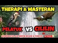 Download Lagu Masteran kombinasi tembakan PELATUK VS CILILIN Durasi panjang