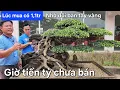 Download Lagu Anh Dũng biến cây 1,1tr thành cây tiền tỷ nhờ đôi bàn tay vàng