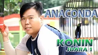 aksi burung konin juara 1 anconda milik dho dho di event reuni akbar km kalbar
