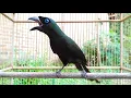 Suara tajam burung sewotan deot murai irian gacor