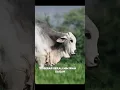 kren parah#suksesternaksapi #cow #sapi #lembu #brahman #kandangsapi #liar #hijau #fypシ゚viral