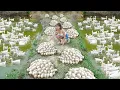 Lagu Super Egg Ducks Farm Lays Lots Of Eggs - Harvest Many Ducks Eggs Go To Countryside Market Sell