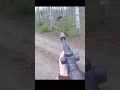 Download Lagu Hunting a big moose at very close #hunting #chasse #moose #deer