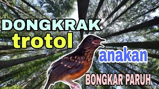 masteran suara murai trotol pancingn anakan agar bongkar suara animalzonelombok