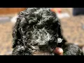 Getting a 6 WEEK OLD Poodle Used to Grooming
